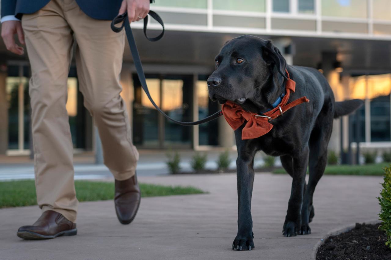 Peppers Silo Hotel Launceston Luaran gambar A service dog